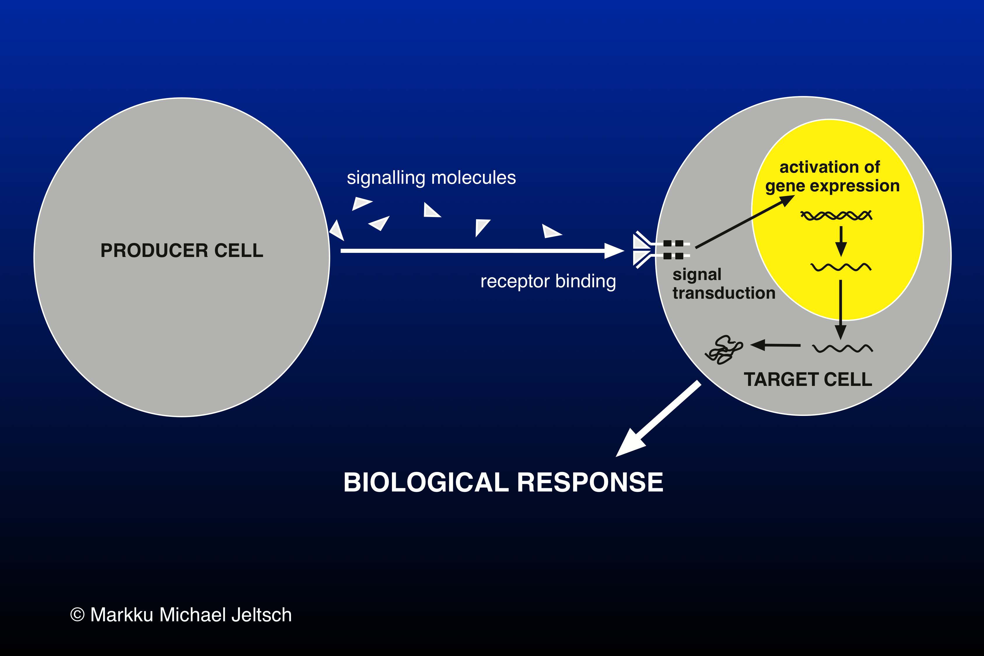 cell communication