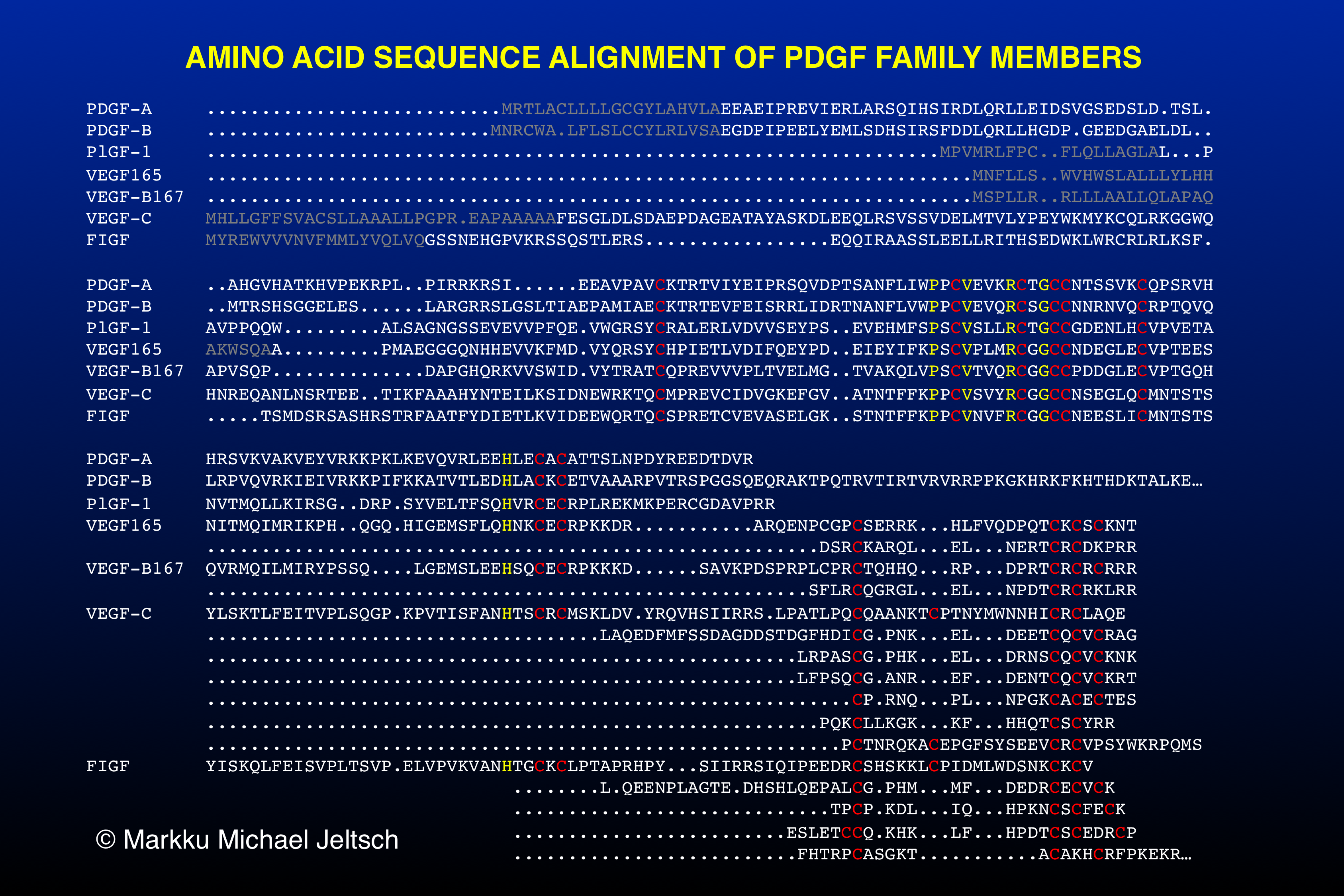 amino acid sequence alignment of PDGF family members