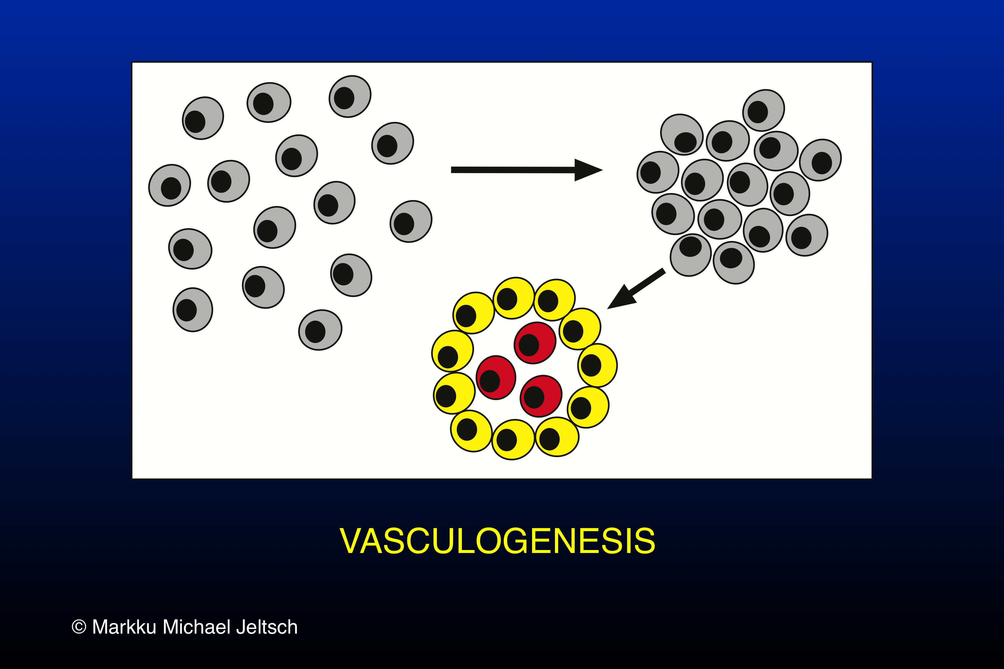 vasculogenesis