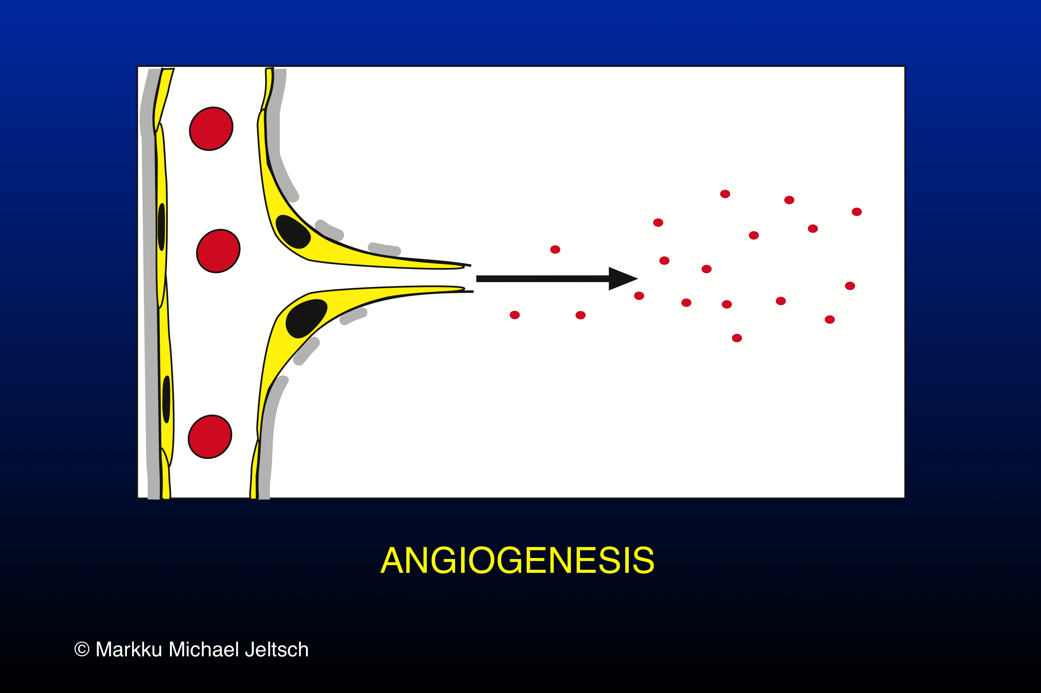 angiogenesis