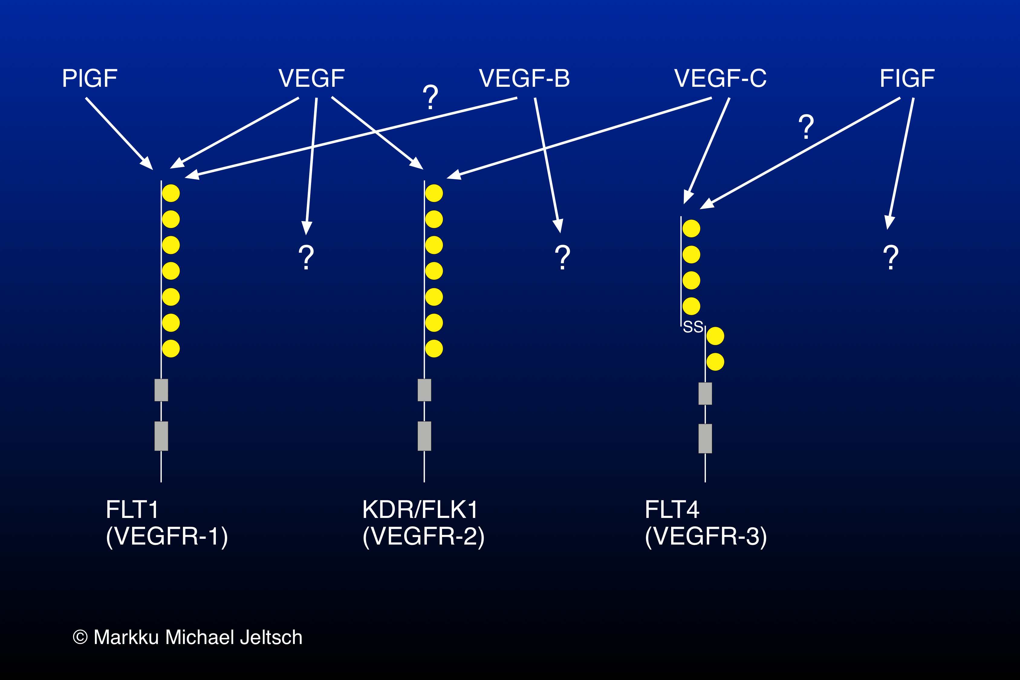 receptor specificity within the VEGF family