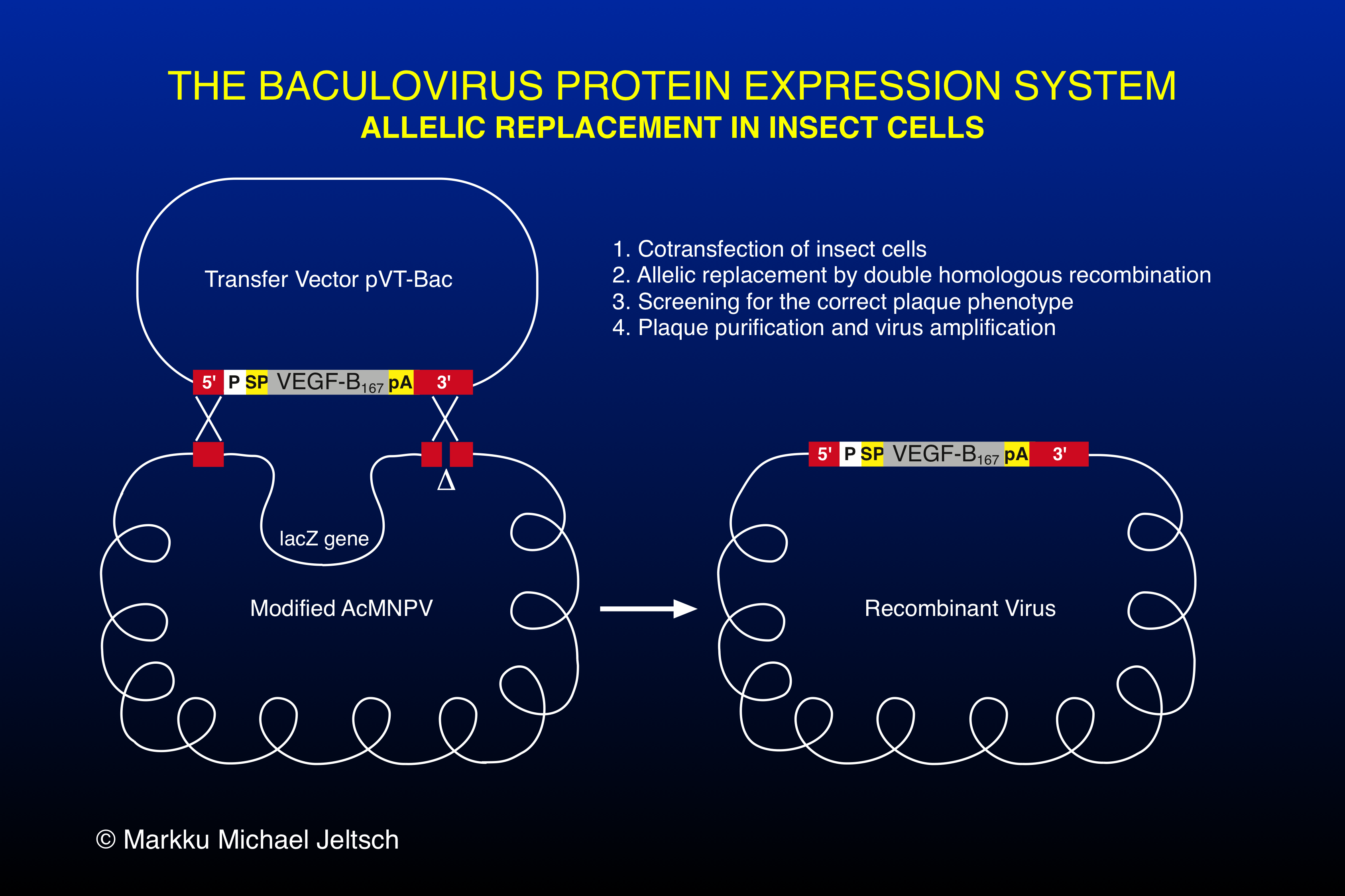 baculovirus expression system