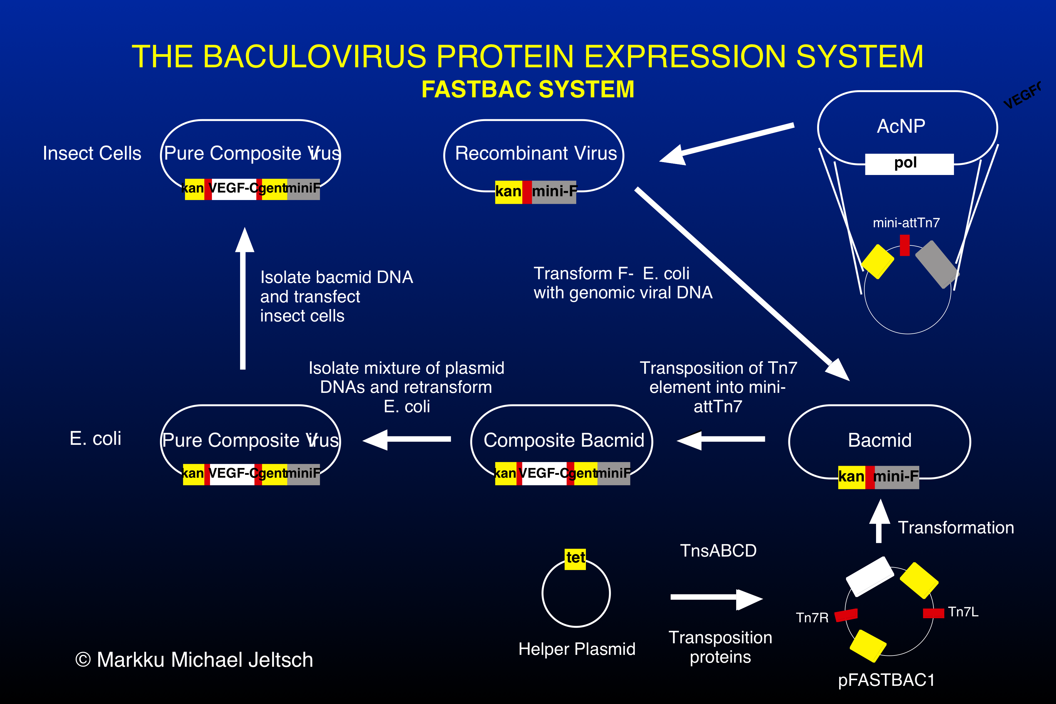 FastBac system