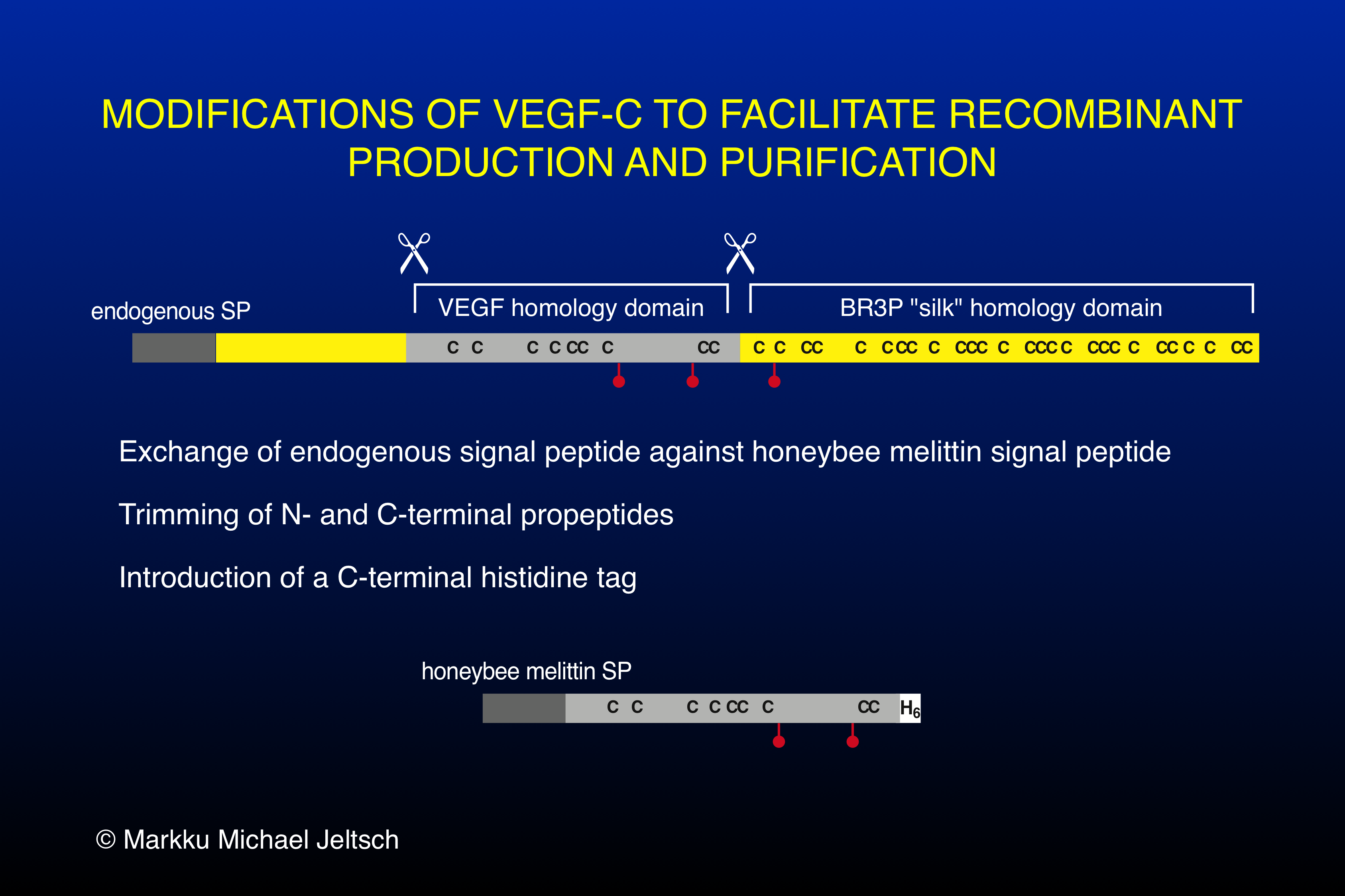 VEGF-C modifications to facilitate recombinant protein production & purification