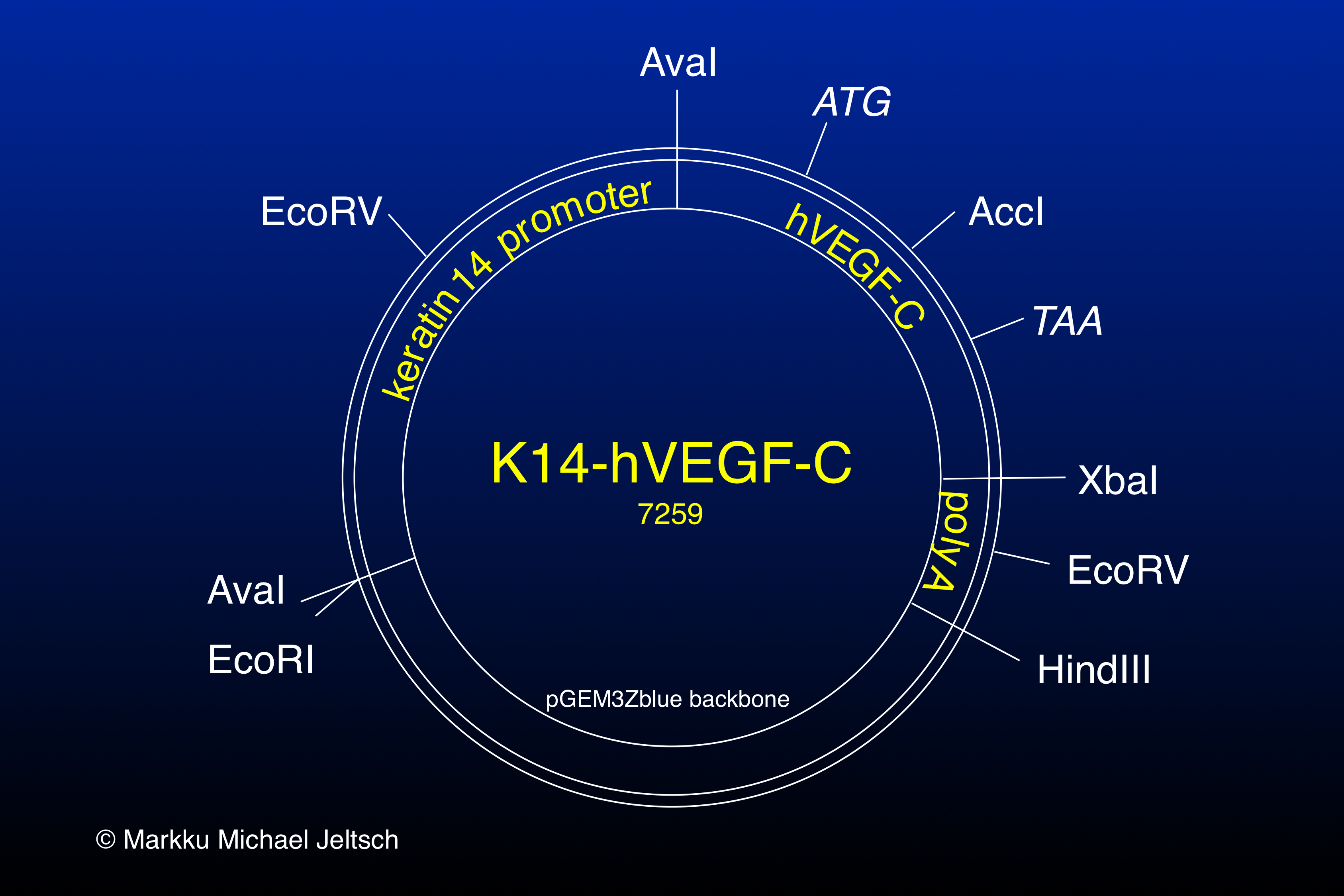 K14-hVEGF-C transgene expression vector map