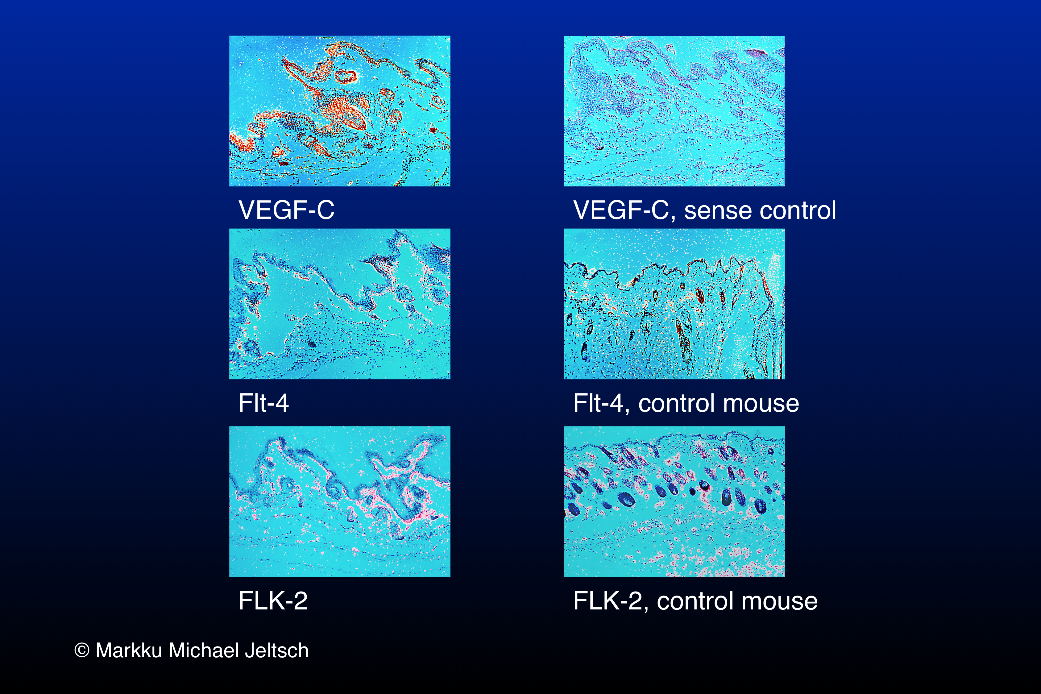 in-situ hybridisation of K14-VEGF-C transgenic mouse