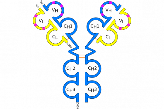 IgG antibody (schematic)