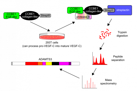 Identification of ADAMTS3 from the supernatant of CCBE1-transfected 293T cells