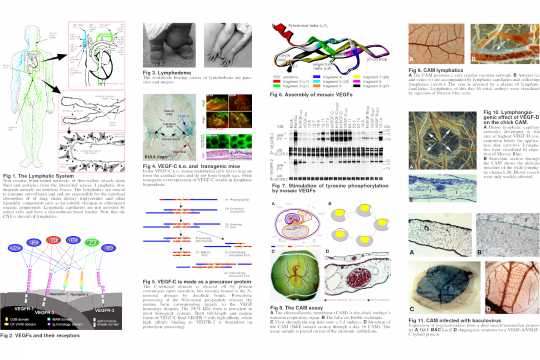 FEBS 2004 poster: lymphangiogenesis