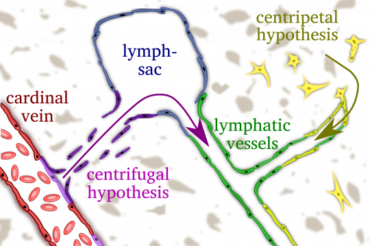 Centrifugal versus centripetal hypothesis of lymphatic development