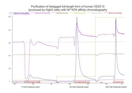 Chromatogram of VEGF-D protein purification