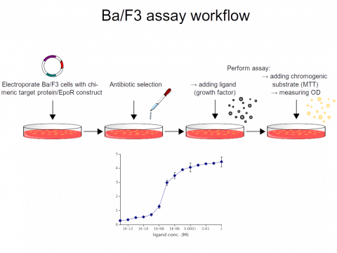 Ba/F3 assay workflow