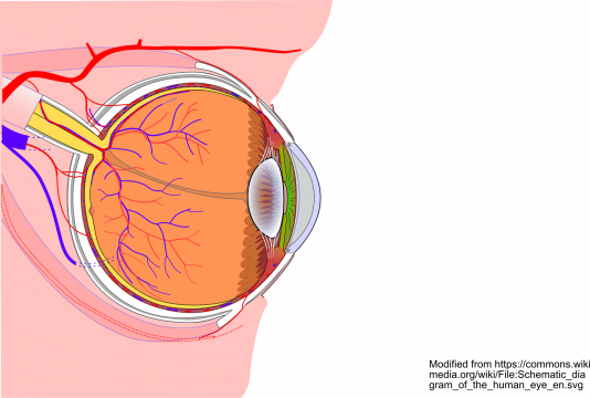 https://commons.wikimedia.org/wiki/File:Schematic_diagram_of_the_human_eye_en.svg