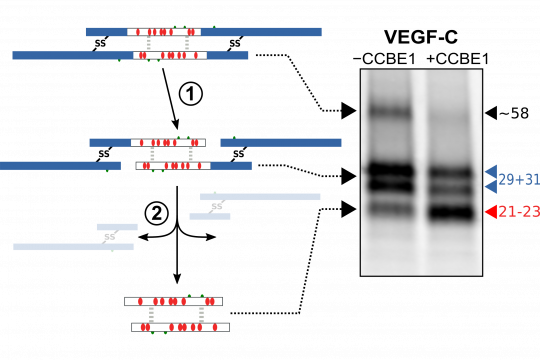 VEGF-C processing by ADAMTS3/CCBE1