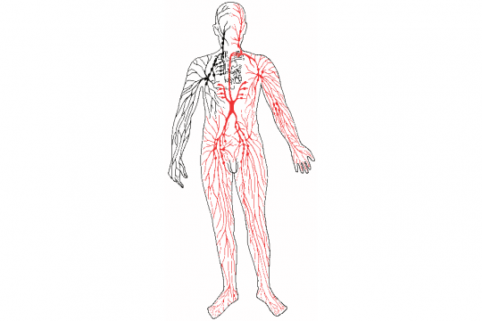 The lymphatic system