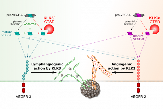 KLK3 and the vascualr biology of cancer 