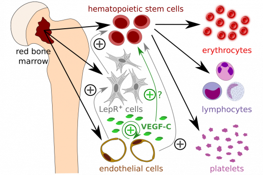 VEGF-C protects blood cell production