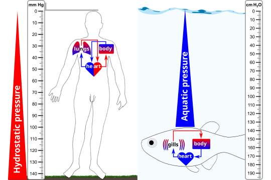 Fish and land animals are exposed to different evolutionary and physical pressures