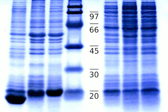 VEGF-C in inclusion bodies