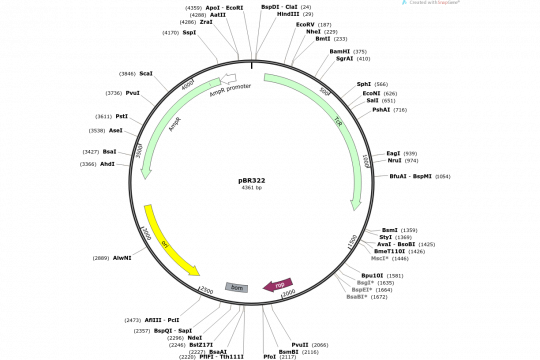 Plasmid map of pBR322