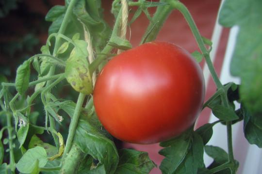 Tomato on Helsinki balcony