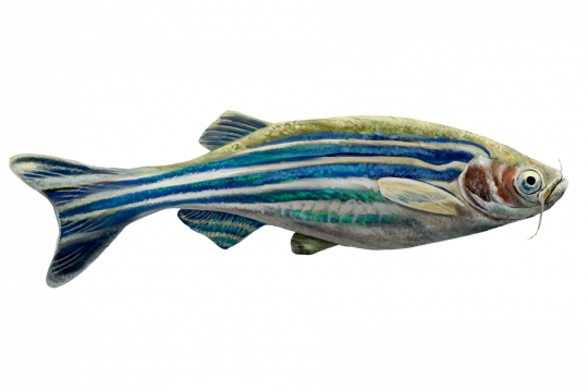 https://commons.wikimedia.org/wiki/File:202101_Zebrafish.svg