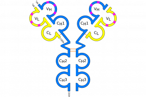 IgG antibody (schematic)