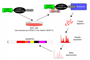 Identification of ADAMTS3 from the supernatant of CCBE1-transfected 293T cells