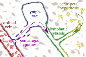 Centrifugal versus centripetal hypothesis of lymphatic development