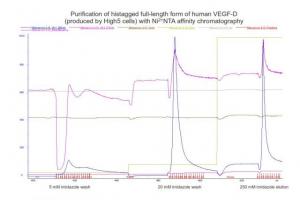 Chromatogram of VEGF-D protein purification