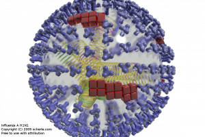 influenza A virus