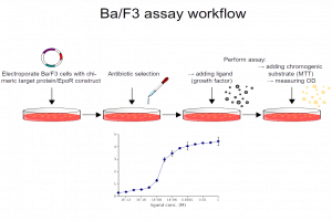 Ba/F3 assay workflow