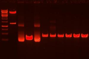 Restriction enzyme digest