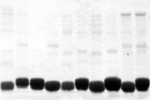 VEGF-D mutants (Western Blot)