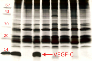 Inactive, aggregated VEGF-C in E. coli AD494