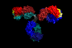 3D rendering of an IgG antibody (Pymol)