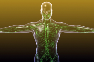 Lymphatic vessels