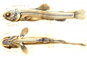 Lymphatics in the brown trout