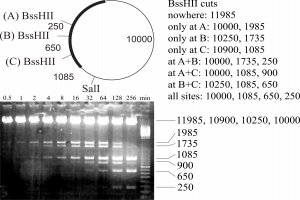 Partial restriction digest with BssHII