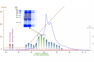 Identification of cathepsin D as a VEGF-C and VEGF-D activating enzyme from human saliva by chromatographic fractionation and protein mass spec