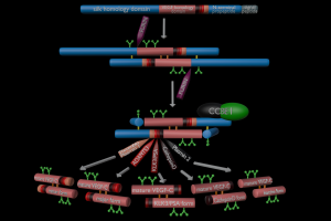 Proteolytic activation of VEGF-C