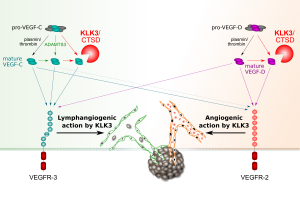 KLK3 and the vascualr biology of cancer 