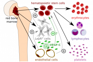 VEGF-C protects blood cell production