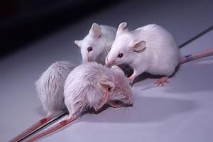 K14-VEGF-C transgenic mice with littermate