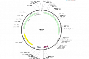 Plasmid map of pBR322