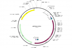 pENTR221 with cDNA insert