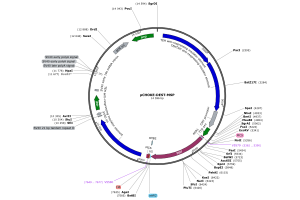 Plasmid map