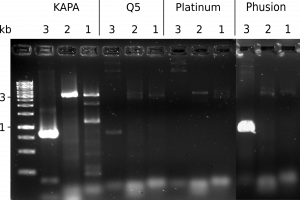 Comparison of PCR polymerases