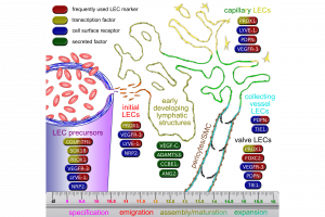 Key and marker molecules in the development of the lymphatic system