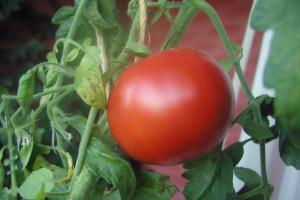 Tomato on Helsinki balcony